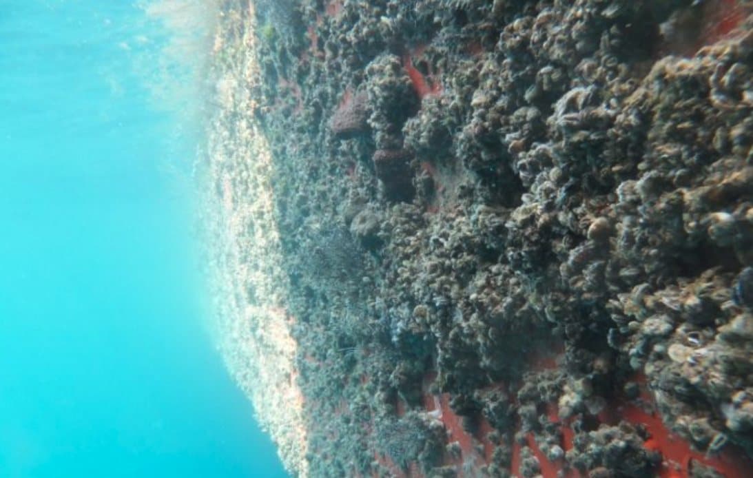 Close view of heavy marine growth on a hull