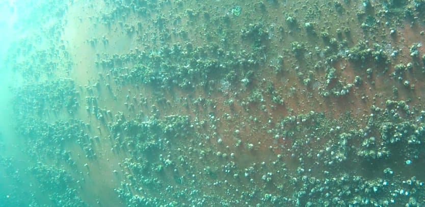 Marine growth texture on a boat hull underwater